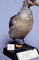 冠鷿鷈藏品圖，第4張